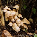 Spoelvoetcollybia